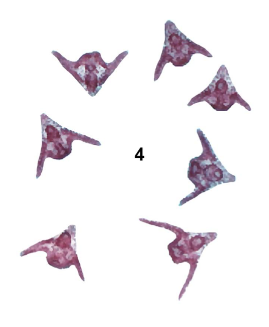 <p>What larval stage is this?</p>