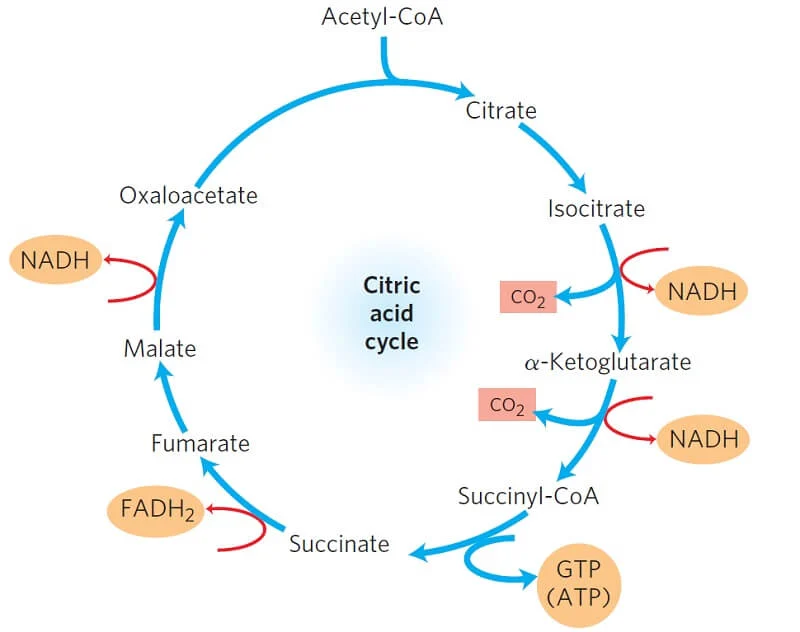 <p>TCA cycle for reference of oxaloacetate</p><p>Position of oxaloacetate in the TCA cycle </p><p><strong>Oxaloacetate (OAA) is both:</strong></p><ul><li><p>the <strong>last product</strong> of the cycle</p></li><li><p>and the <strong>starting molecule</strong> for the next turn</p></li></ul><div data-type="horizontalRule"><hr></div><p> <span data-name="arrows_counterclockwise" data-type="emoji">🔄</span> Order at the end of the TCA cycle </p><p>The final steps are:</p><ol><li><p><strong>Malate → Oxaloacetate</strong></p></li><li><p>Oxaloacetate + Acetyl-CoA → <strong>Citrate</strong> (cycle restarts)</p></li></ol><div data-type="horizontalRule"><hr></div><p> So: </p><ul><li><p><strong>Malate = second-to-last</strong></p></li><li><p><strong>Oxaloacetate = last</strong></p></li></ul><div data-type="horizontalRule"><hr></div><p> <span data-name="repeat" data-type="emoji">🔁</span> Why it’s confusing </p><p>Because OAA is:</p><ul><li><p>immediately used up to form citrate<br><span data-name="point_right" data-type="emoji">👉</span> it <em>feels</em> like it’s not the end</p></li></ul><p>But chemically:<br><span data-name="point_right" data-type="emoji">👉</span> it <strong>is the final product regenerated each cycle</strong></p>