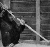 <p>He studied animal reasoning and suggested that chimpanzees exhibit insight in problem-solving.</p>
