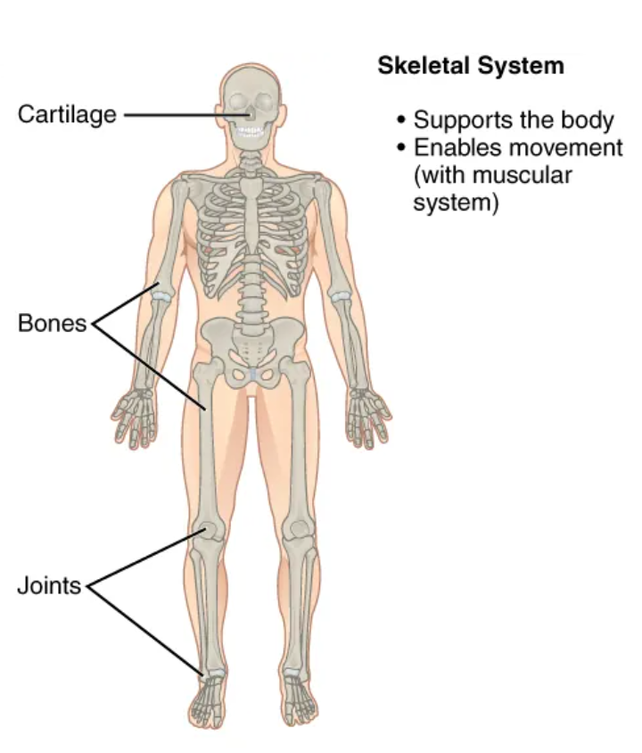 <p>internal support/flexible frame for movement, forms blood cells, stores minerals (bones, joint, cartilage)</p>