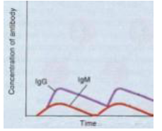 <p><span style="color: rgb(255, 255, 255);">A patient is infected with Pasteurella multocida from a dog bite. Two weeks later, the same patient is bitten and infected with P. multocida again. The antibody titers were determined after the two bites, and found to be as shown. What best explains this result?</span><span style="color: rgb(255, 255, 255);"><br></span><span style="color: rgb(255, 255, 255);">A . This patient cannot develop memory B cells.</span><span style="color: rgb(255, 255, 255);"><br></span><span style="color: rgb(255, 255, 255);">B. This patient has no TH cells.</span><span style="color: rgb(255, 255, 255);"><br></span><span style="color: rgb(255, 255, 255);">C. The bacteria have not been engulfed by phagocytes.</span><span style="color: rgb(255, 255, 255);"><br></span><span style="color: rgb(255, 255, 255);">D . TC cells have failed to completely clear the first infection.</span><span style="color: rgb(255, 255, 255);"><br></span><span style="color: rgb(255, 255, 255);">E. This is the typical result. No special explanation is needed.</span></p>