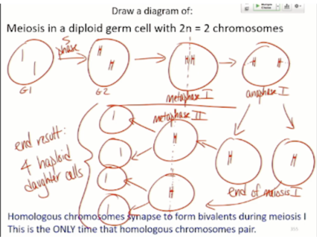 <ul><li><p><span style="background-color: transparent; font-family: "Playfair Display", serif;">Meiosis 1</span></p></li><li><p><span style="background-color: transparent; font-family: "Playfair Display", serif;">Start with 2 homologous chromosomes </span></p></li></ul><ol><li><p><span style="background-color: transparent; font-family: "Playfair Display", serif;"><strong>S-phase </strong></span></p><ol><li><p><span style="background-color: transparent; font-family: "Playfair Display", serif;">End up with 2 replicated chromosomes</span></p></li></ol></li><li><p><span style="background-color: transparent; font-family: "Playfair Display", serif;"><strong>Metaphase 1</strong></span></p><ol><li><p><span style="background-color: transparent; font-family: "Playfair Display", serif;">Homologous chromosomes line up on metaphase plate (only time they line up together)</span></p></li></ol></li><li><p><span style="background-color: transparent; font-family: "Playfair Display", serif;"><strong>Anaphase 1</strong></span></p><ol><li><p><span style="background-color: transparent; font-family: "Playfair Display", serif;">Move to opposite ends of the cells </span></p></li></ol></li><li><p><span style="background-color: transparent; font-family: "Playfair Display", serif;"><strong>End of meiosis 1</strong></span></p><ol><li><p><span style="background-color: transparent; font-family: "Playfair Display", serif;">1 of those chromosomes in one cell and the other chromosomes in the other cell </span></p></li><li><p><span style="background-color: transparent; font-family: "Playfair Display", serif;">haploid</span></p></li></ol></li></ol><ul><li><p><span style="background-color: transparent; font-family: "Playfair Display", serif;">Meiosis 2</span></p></li></ul><ol><li><p><span style="background-color: transparent; font-family: "Playfair Display", serif;">Metaphase 2 </span></p></li><li><p><span style="background-color: transparent; font-family: "Playfair Display", serif;"><strong>End result is 4 haploid daughter cells </strong></span></p><ol><li><p><span style="background-color: transparent; font-family: "Playfair Display", serif;"><strong>Genetically different</strong></span></p></li></ol></li></ol><p></p>