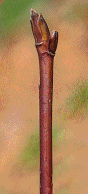 <p>Leaf - arcuately veined leaves, alternate but grouped near ends of branches, elliptic-ovate Twig - greenish or purplish with bloom Fruit — bluish black fruit on red pedicels, large shrub or small tree Habit - distinct, layered (pagoda) branching, spreading, large shrub or low-branched tree, 15-25” tall by 1.5 times wide</p>