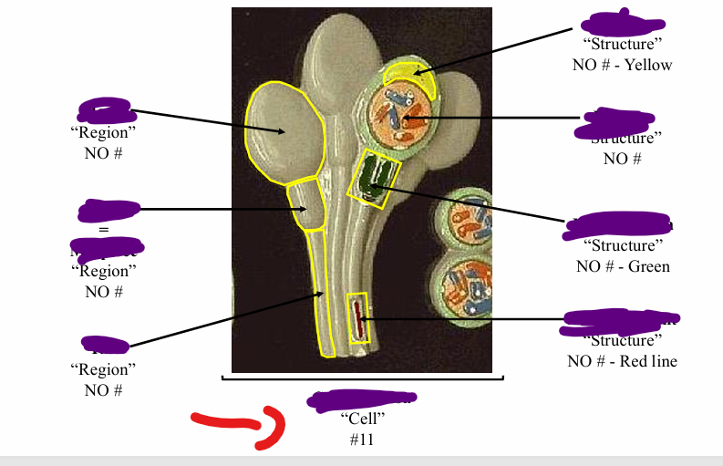 <p>name the cell</p>