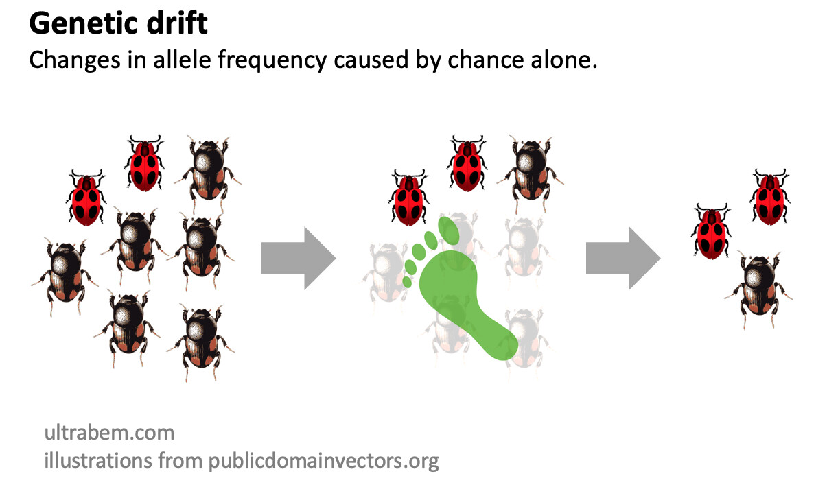 <p>The change in allele frequencies (different genes) of a population over generations, due to random chance events. Significantly impacts smaller populations.</p>