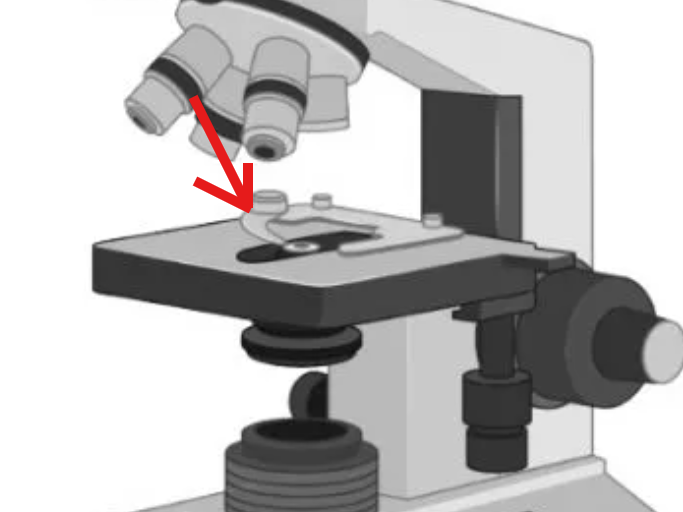 <p>Holds the slide securely in its position and keeps it stable</p>
