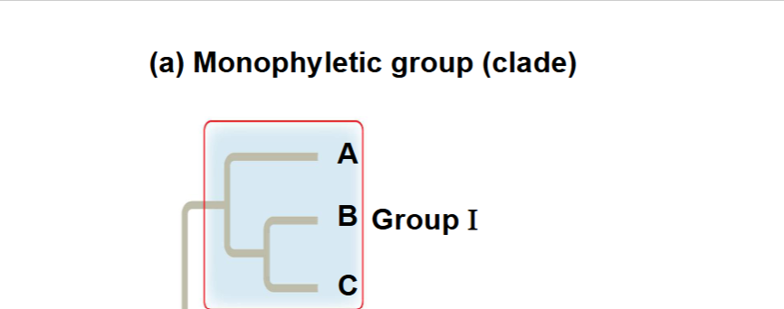 <p>Monophyletic group</p>