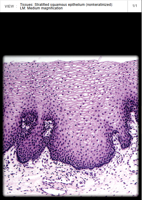 <p><span>Oral cavity proper</span></p>