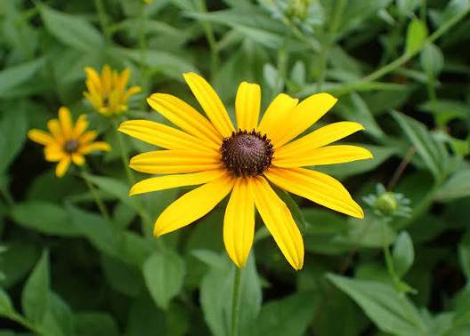 <p>harsh stem</p>