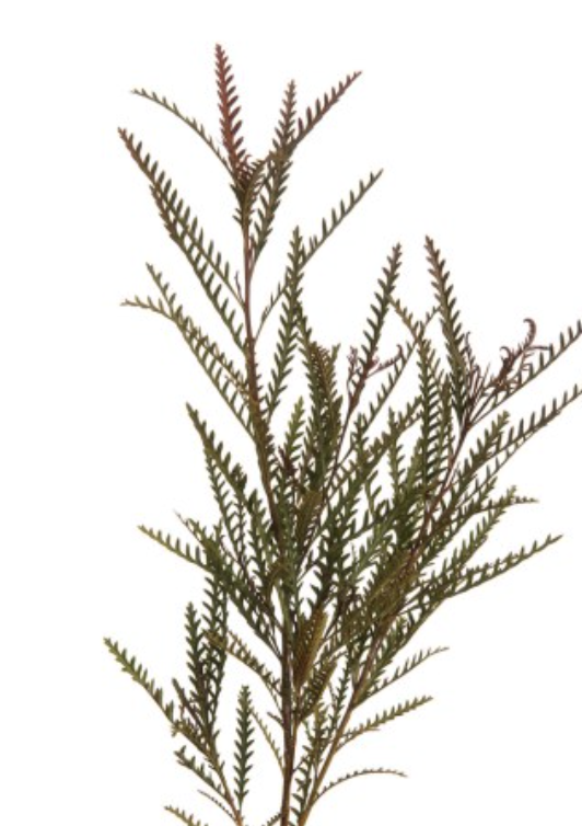 <p>Scientific Name:</p>