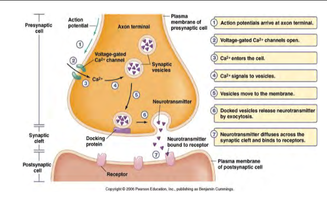 <p>action potentials arrive at axon terminal.</p><p>voltage-gated Ca2+ channels open.</p><p>Ca2+ enters the cell.</p><p>Vesicles move to the membrane.</p><p>docked vesicles release neurotransmitter by exocytosis. </p><p>neurotransmitter diffuses across the synaptic cleft and binds to receptors.</p>