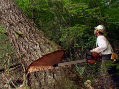 <p>US: /ˈtʃeɪn.sɑː/UK: /ˈtʃeɪn.sɔː/ Example: The lumberjack used a powerful _____ to fell the tree. A power tool with a rotating chain of sharp teeth to cut trees. Cưa máy / Cưa xích Cưa chạy bằng động cơ/điện có dây xích xoay nhanh.</p>