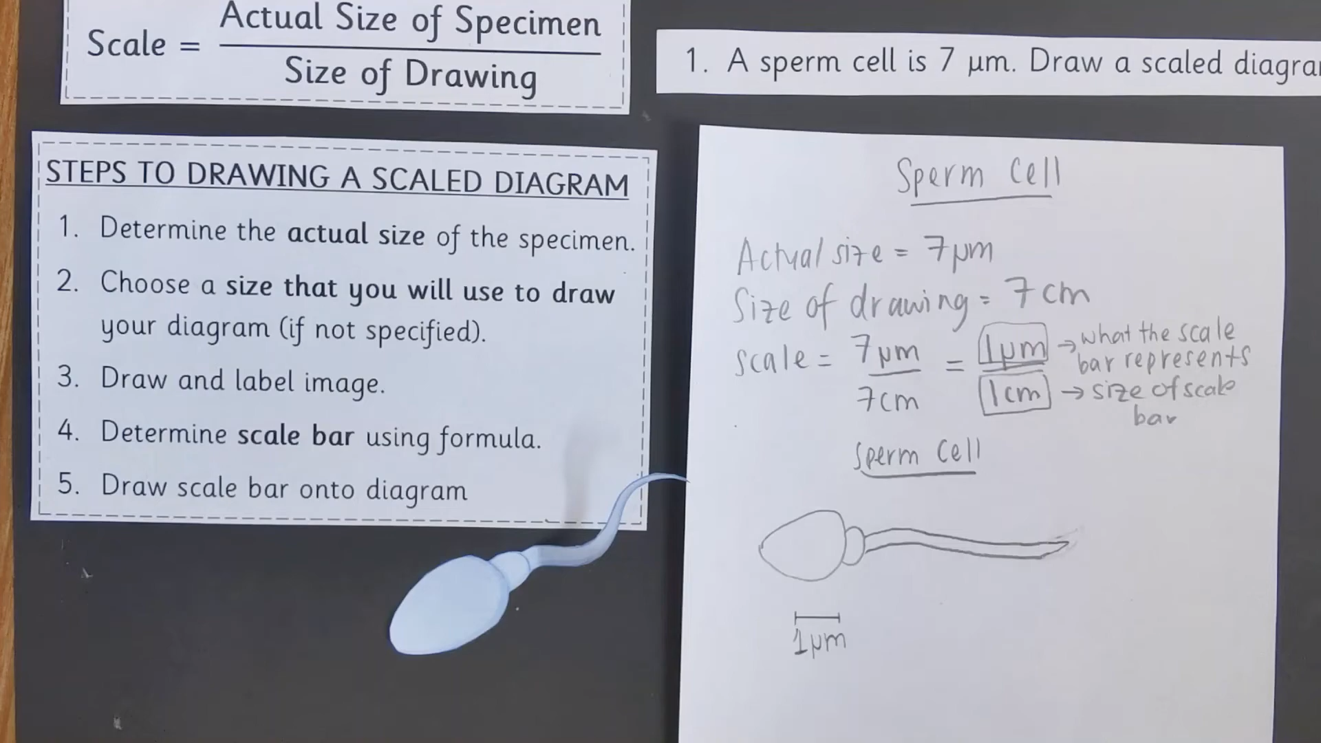 <ul><li><p>½ page size (large drawings)</p></li><li><p>Use pencil</p></li><li><p>Simple, clear lines, don’t cross, one side, no arrows, touch structure, continuous lines, no shading</p></li><li><p>Title - name and magnification, underline</p></li><li><p>Needs scale bar (should be a ¼ to a 1/3 of cell) and magnification</p></li><li><p>The drawn length of bar (d) = Drawn size of cell (D) x actual size from bar (a) / Actual size of cell (A)</p></li><li><p>Use micrometres or nanometres.</p></li><li><p>(Draw 2 - 3 cells, only what u see, middle of page)</p></li></ul><p></p>