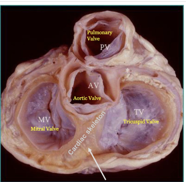<p>Valves of the Heart – allow one-way flow of blood (respond passively to pressure gradients)<br></p><p>semilunar (SL) valves</p><p>function: prevent backflow into the ventricles when the ventricles are relaxing</p><p>1 heart valve: pulmonary valve</p><p>structure: honestly, like a round stomach with the beginning of big thighs (oval overall)</p><p>location: right ventricle - pulmonary artery</p><p>2 heart valve: aortic valve</p><p>structure: circle split equally into 3</p><p>location: left ventricle - aorta</p><p></p><p>atrioventricular (AV) valves</p><p>function: prevent backflow into the atria when the ventricles are contracting</p><p>3 heart valve: tricuspid valve</p><p>structure: honestly, gooch and thighs in a circle (3 cusps)</p><p>location: right AV valve</p><p>4 heart valve: mitral valve</p><p>structure: honestly, thick buns with a crack in the middle</p><p>location: bicuspid or left AV valve<br><br>4 valves are located within the cardiac skeleton (=fibrous skeleton) (connective tissue), stabilize their positions - prevents overdilation</p>