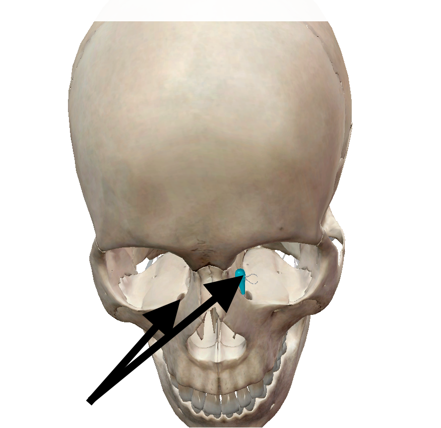 knowt flashcard image