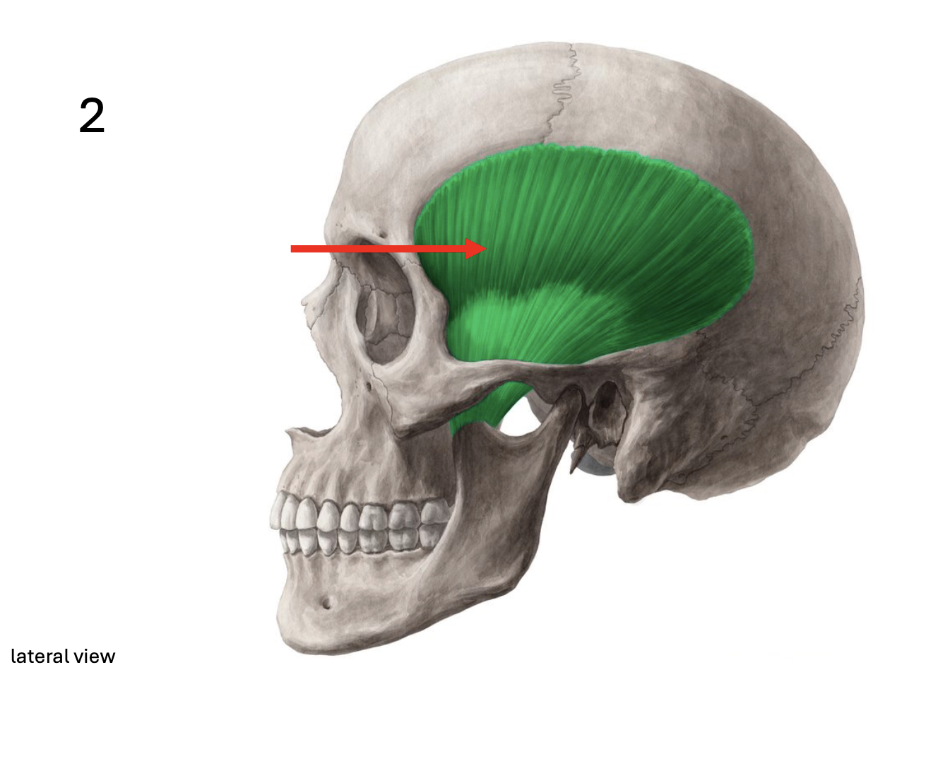 <p>Identify the <strong>muscle</strong></p>