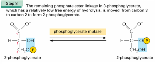 <p>Het fosfoglyceraat mutase doet de P van de 3C naar de 2C verplaatsen</p>