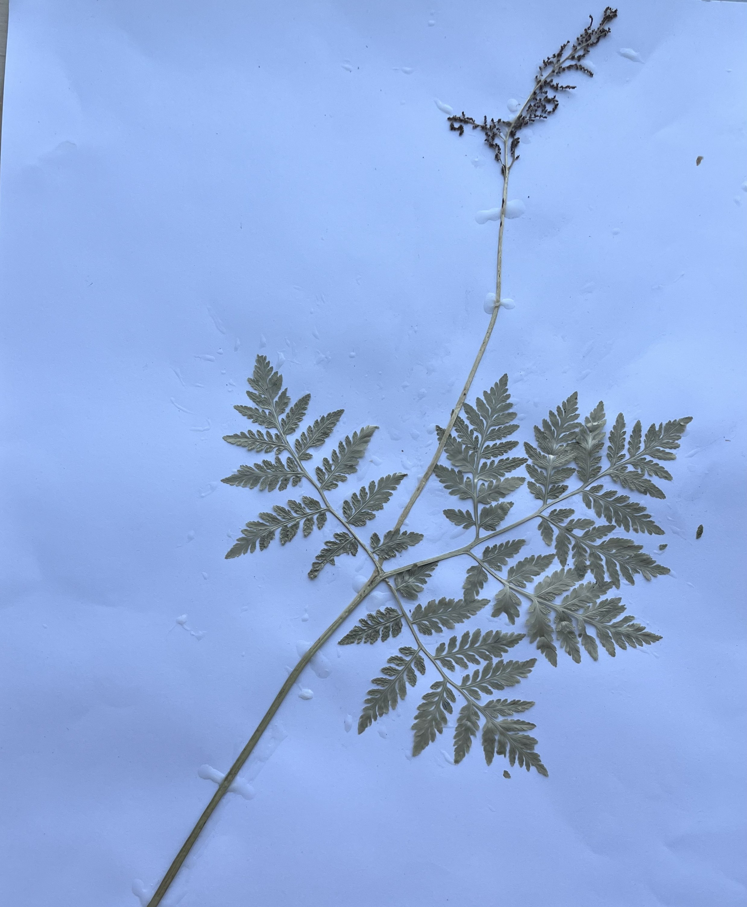 knowt flashcard image