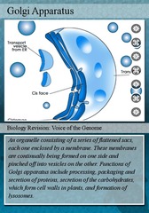 <p>modifies, concentrates (sorts), and packages proteins and lipids</p>
