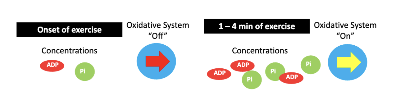 <p class="PDq2pG_selectionAnchorContainer">Oxidative phosphorylation does not immediately reach full activity.</p><ul><li><p>ADP + Pi stimulate oxidative phosphorylation in the ETC</p></li><li><p>ADP and Pi take time to accumulate to sufficient levels</p></li><li><p>This delays full activation of aerobic ATP production</p></li></ul><p>Key idea: The oxidative system needs time to “turn on,” so anaerobic systems initially help meet ATP demand.</p>