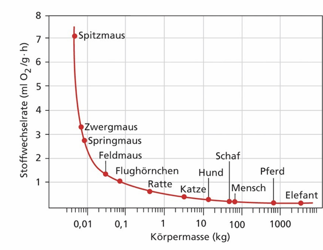 <ul><li><p><span>Endothermie (meist homoiotherm, poikilotherm): Körpertemperatur durch Stoffwechsel im Körper erzeugt</span></p></li><li><p><span>Körper meist mit Haaren bedeckt -> effiziente Isolierung bei aktiver Beibehaltung der Körpertemperatur</span></p></li><li><p><span>Dadurch und durch aktive Lebensweise -> hocheffiziente Struktur Blutkreislauf und Atmung nötig</span></p></li><li><p><span>Stoffwechselrate sinkt mit steigender Körpermasse -> kleinere haben höheren Energiebedarf</span></p></li></ul><p></p>