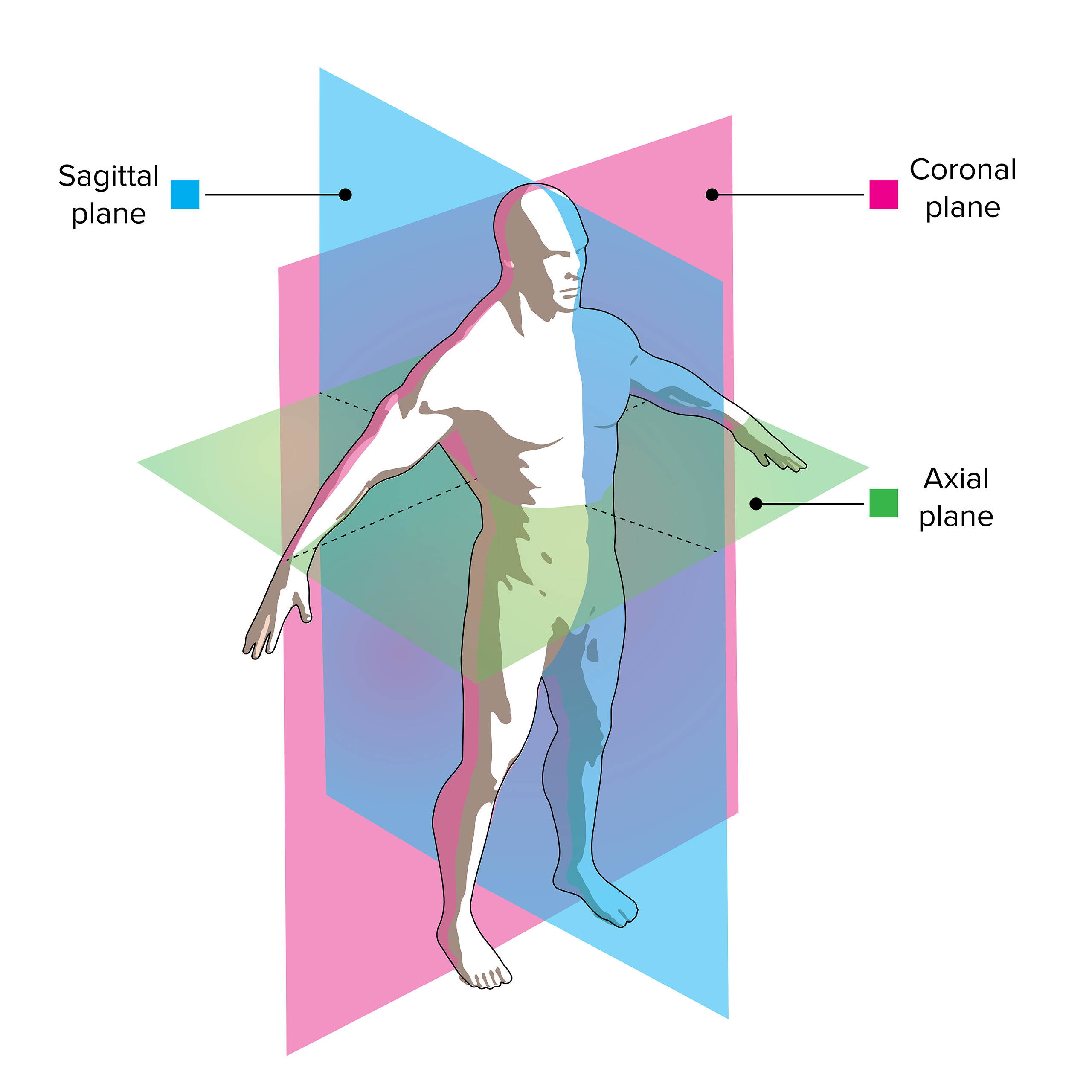 <p><strong>Axial </strong>(a.k.a. transverse)<strong> </strong>plane<strong> </strong>refers to a horizontally-oriented plane which, when passes through the body in its anatomical position, divides it into upper and lower parts.</p><p>The <strong>axial </strong>plane is intersected at right angles by the vertically-oriented coronal (side-to-side) and sagittal (antero-posterior) planes.</p>