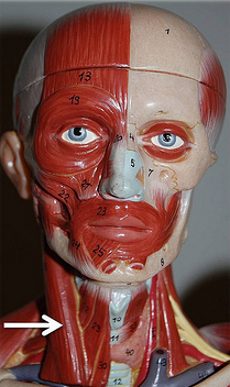 <p>Muscle, Origin, Insertion, Action. Perform the action on your own body</p>