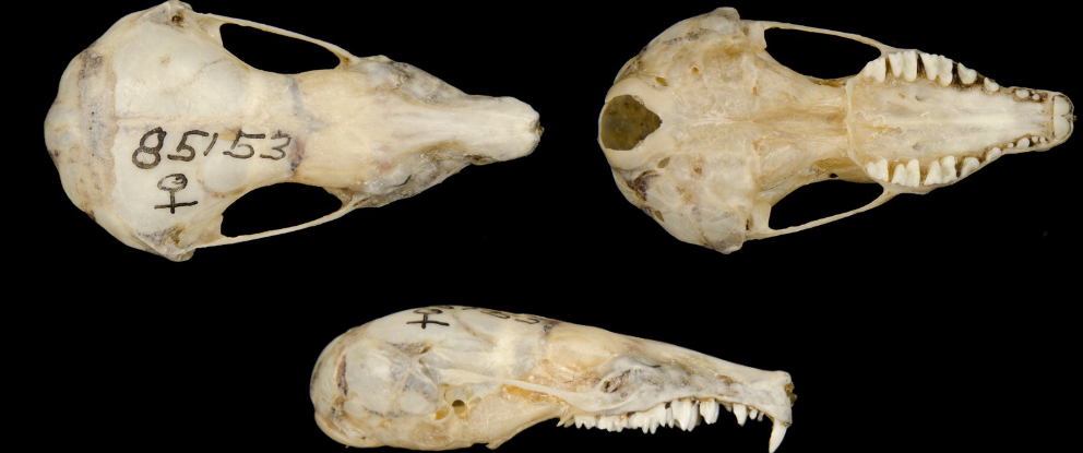 <p>What is the scientific name, common name, and the taxonomy of the species?</p>