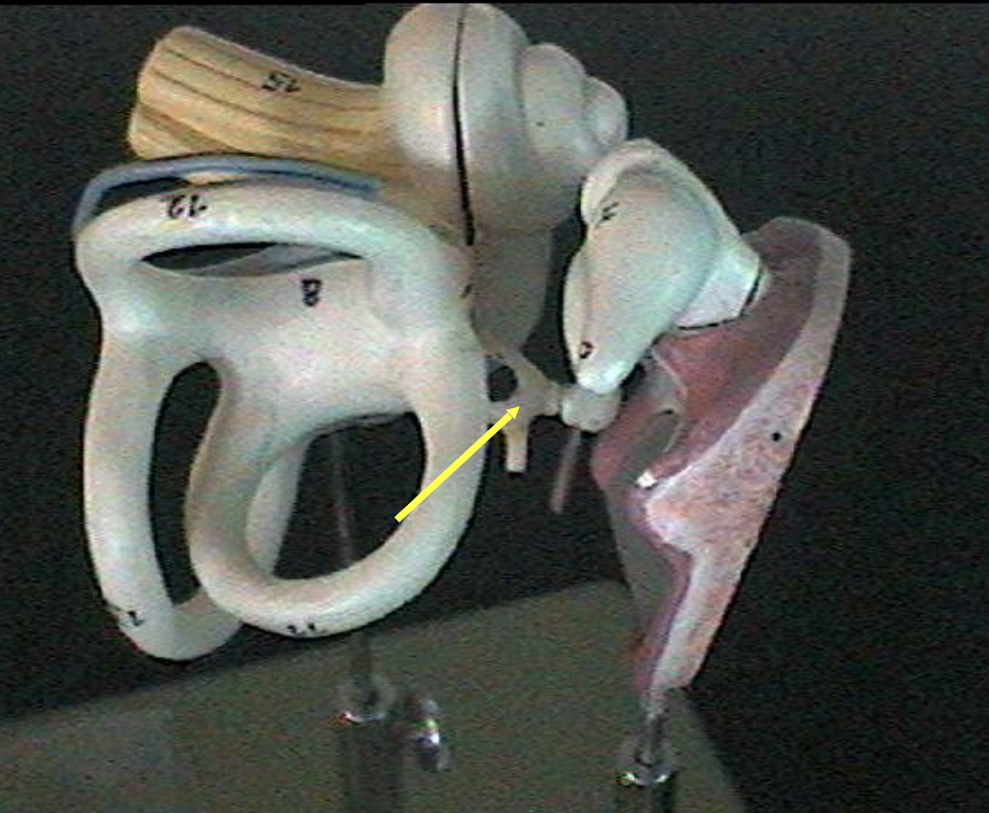 <p>Identify the ear parts. </p>