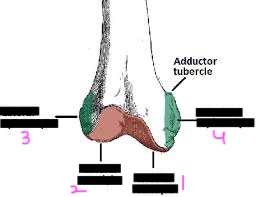 <p>label this diagram of the femur</p>