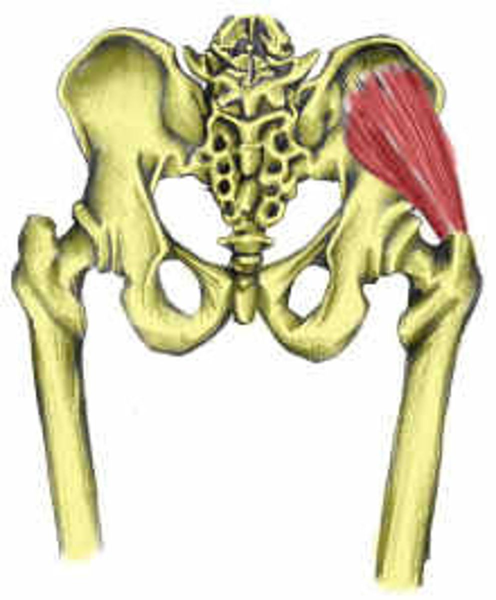 <p>Abduct/Medially rotate hip/Coronal plane stability of pelvis while walking</p><p>O: outer surface of ilium I: greater trochanter</p>