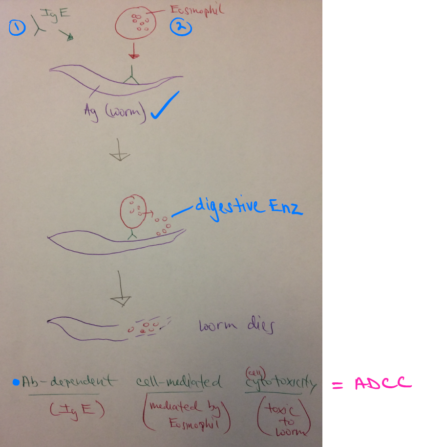 <ol><li><p>Ab (IgE) attaches to the worm, forming an immune complex.</p></li><li><p>An eosinophil, macrophage, or NK cell attaches to the Ab stem region.</p></li><li><p>It releases enzymes on the worm.</p></li><li><p>The worm dies.</p></li></ol><p></p>