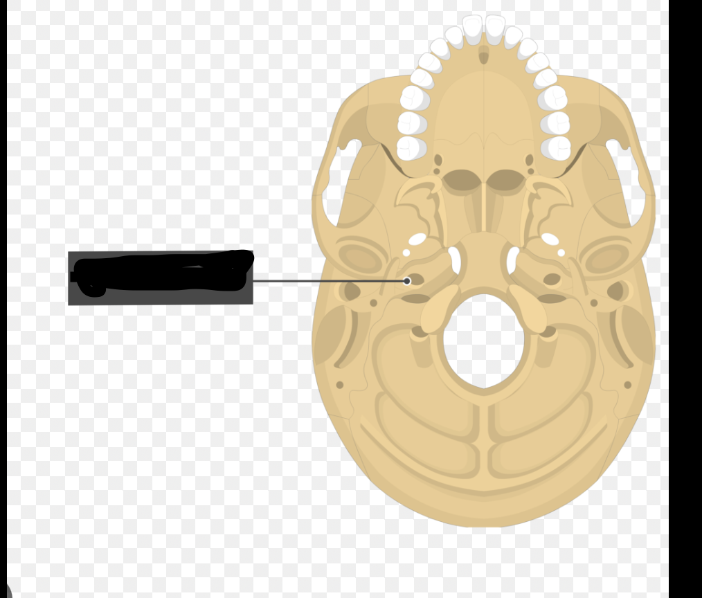 <p>arteries</p>