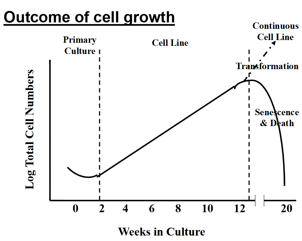 <p>primary somatic cells enter senescence after 12 weeks roughly (due to telomere shortening after many cell cycles), primary cell culture can last 12 weeks, so when you transform the cells into continuous cell line they can last many years</p>