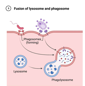 <p>lysosome; phagolysosome; hydrolytic</p>