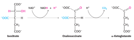 <p>3rd reaction of citric acid/kreb cycle</p><p><span style="background-color: transparent;">catalysed by<strong> isocitrate dehydrogenase</strong></span></p>