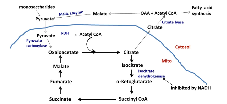 knowt flashcard image