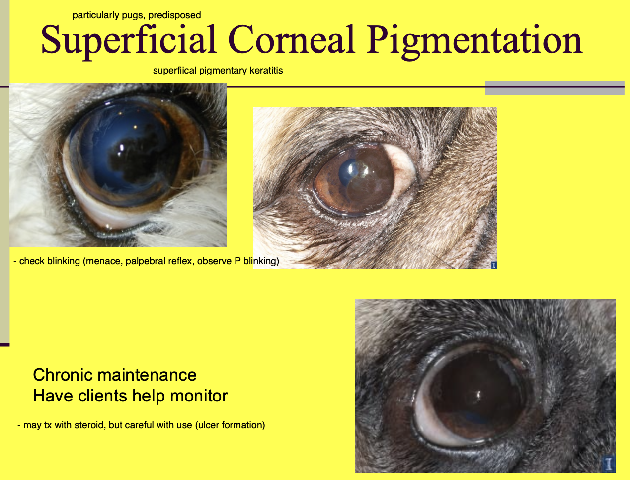 <p>it can affect the degree to which the dogs blink</p>