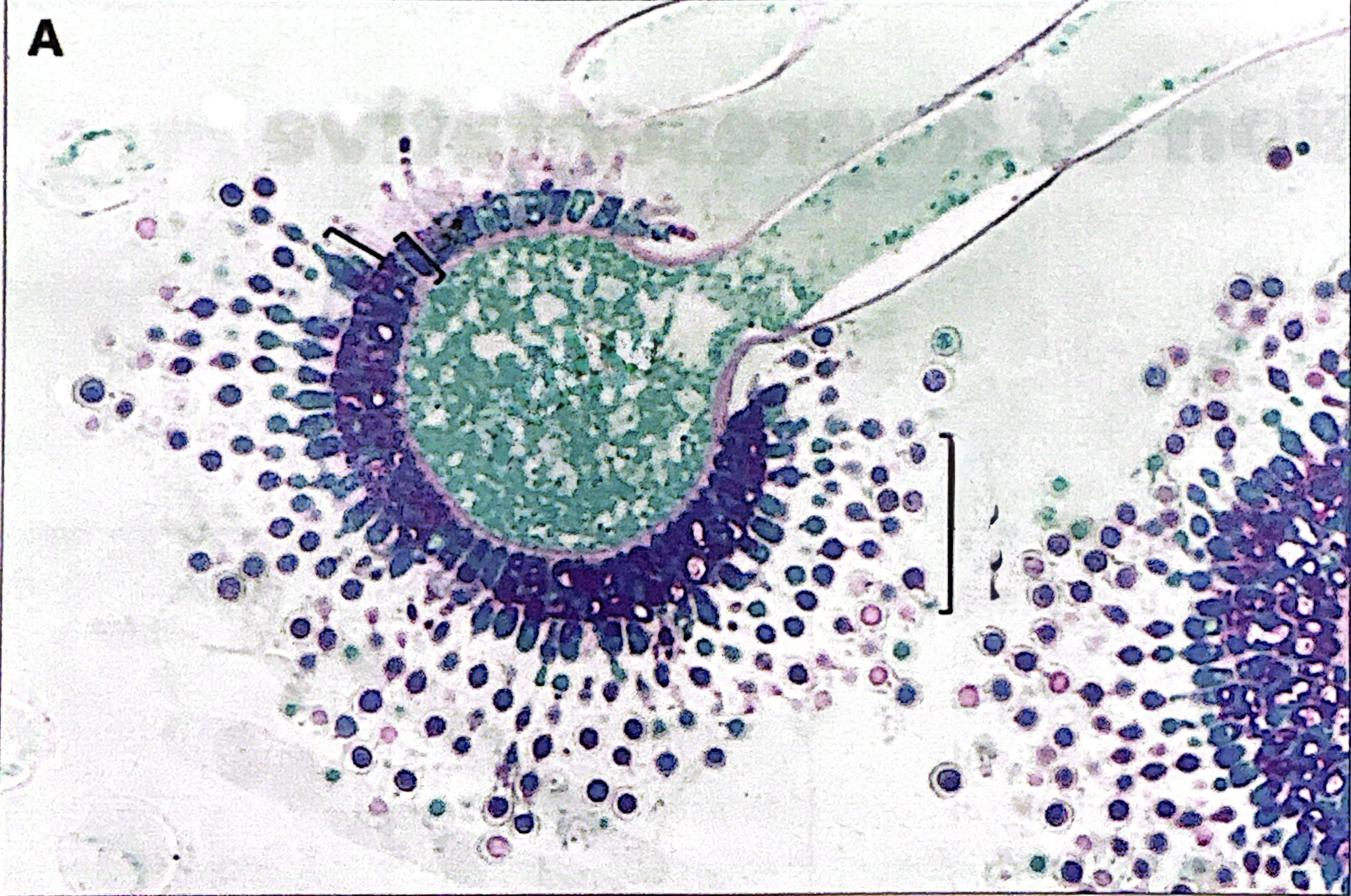 <p>reproduces with asexual conidiophores that produce conidia. </p>