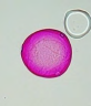 <p>Type of pollen? </p>