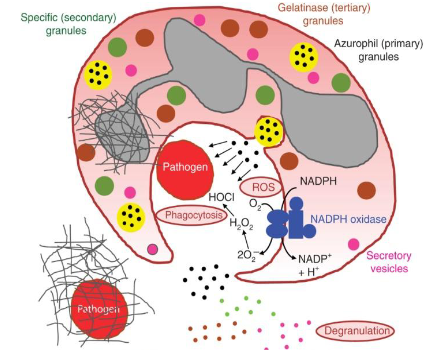 <p>How do Neutrophils work</p>