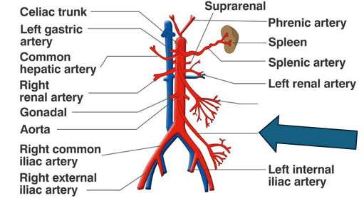 <p>littlest tree </p>