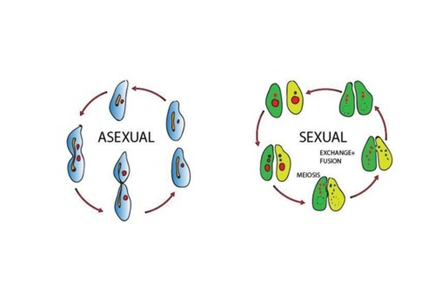 <p>Asexual reproduction</p>