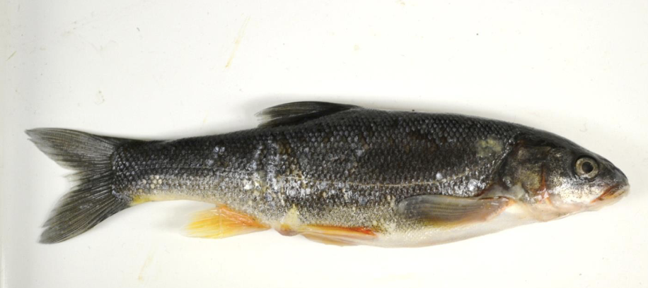 <p>Chihuahua Chub</p><div data-type="horizontalRule"><hr></div><p><em>Gila nigrescens</em></p>