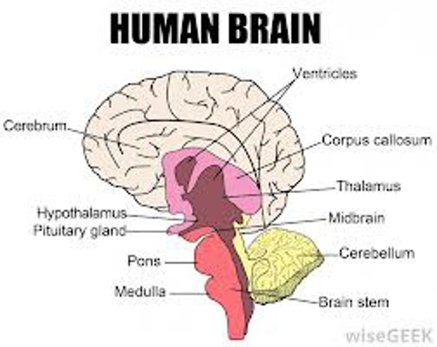 <p>Links the nervous system to the endocrine system. Key role in maintaining Homeostasis by controlling the activity of the pituitary gland.</p><p>NB! ADH is made in the hypothalamus but stored and released in the anterior pituitary.</p>