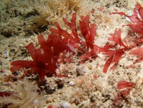 <p>Red algae (Rhodophyta)</p>