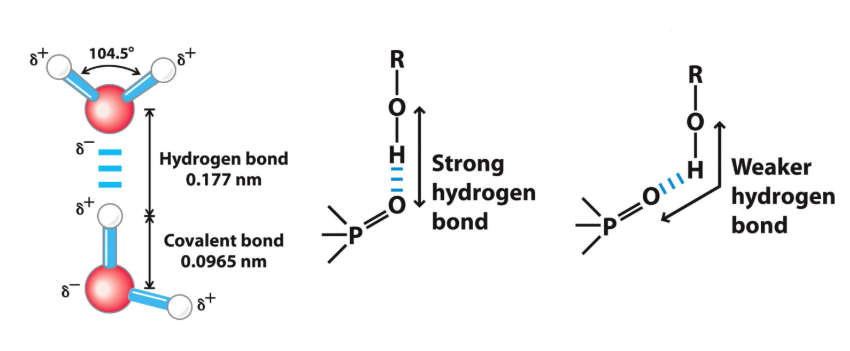 <p><strong><u>Hydrogen Bonds are Directional </u></strong></p><ul><li><p><span style="color: green;"><strong>Linear </strong></span>H-bonds are ____ than <span style="color: red;"><strong>non-linear </strong></span>H-bonds</p></li><li><p><strong>Hydrogen bonding is stronger when the three atoms involved, lie in a <em>line </em></strong></p></li></ul><p></p>