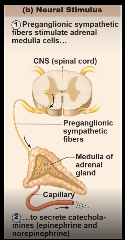 <ul><li><p>regulated by direct nervous system input<br>ex: sympathetic division pre ganglionic fiber travels out to the adrenal medulla and stimulates the secretion of catecholamines (which is epinephrine and SOMETIMES norepinephrine)<br>- only example where this is the primary effect</p></li></ul><p></p>