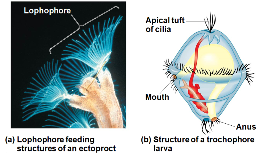 <p>Lophotrochozoa (Bilaterian Invertebrate Clade)</p>