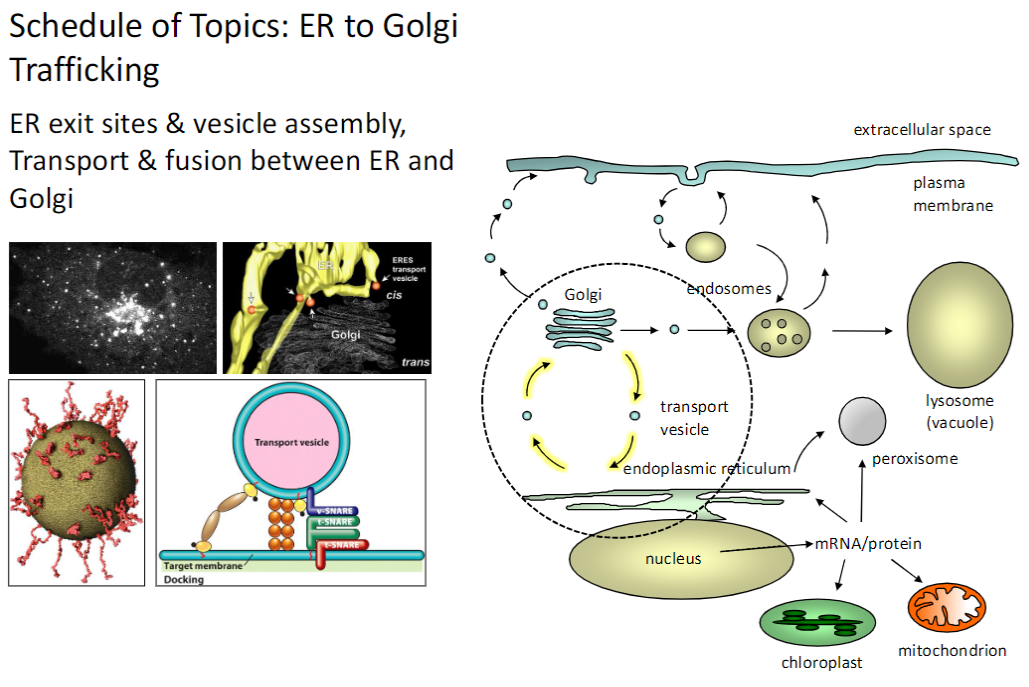 <p><strong>ER to Golgi Transport</strong></p><p><strong>ER Exit Sites &amp; Vesicle Assembly</strong><br> Regions of the <strong>ER</strong> where <strong>proteins and lipids</strong> are packaged into <strong>transport vesicles</strong></p><p><strong>Transport &amp; Fusion</strong><br> Vesicles <strong>move from ER → Golgi</strong> and <strong>fuse</strong> with Golgi membranes for <strong>further processing</strong></p><p><strong>Key Point</strong><br> <strong>ER exit sites</strong> and <strong>vesicle transport</strong> are essential for <strong>protein sorting and trafficking</strong> between organelles</p>